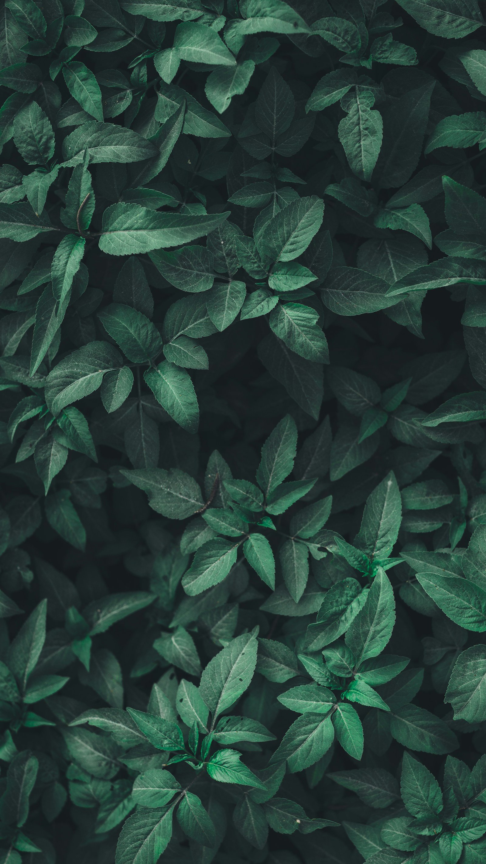Fresh green botanical leaves
